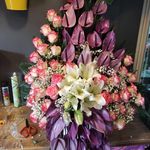 گل و گیاه بنیتا