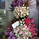 گل و گیاه بنیتا