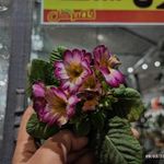 قصر گل