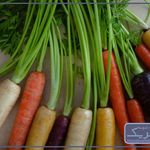 میوه دونه فابریک