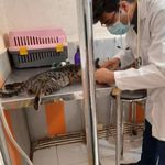کلینیک تخصصی حیوانات خانگی پاستور