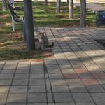 فضای سبز