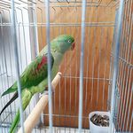 درمانگاه دامپزشکی های پت