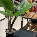 مصنوعات چرم باستان