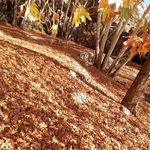 باغ بدره