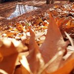 باغ بدره