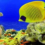 آکواریوم کیش (آکواریوم)
