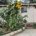 سوئیت اجاره ای