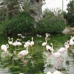 باغ پرندگان کیش