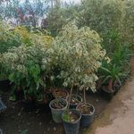 گلفروشی طاها