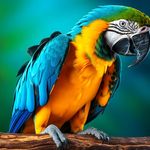 پت شاپ وپرنده سرای آسمان
