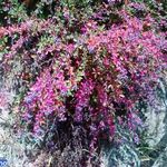 روستای زرشک (بام قزوین)