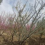 باغچه سلیمانی