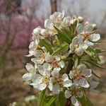 باغچه سلیمانی