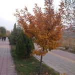 پارک ساحلی دریاچه لواسان