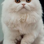 کلینیک دامپزشکی دیلی پت