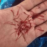 زعفران مشرق زمین