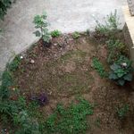 سوئیت محسنی