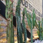 پیتزا ستاره استار شهر