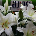 موسسه زبان آفاق شعبه شهرک ولیعصر