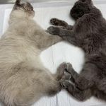 کلینیک دامپزشکی تخصصی نیک پلاس