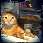 مرتضی محمد حسینی اناری