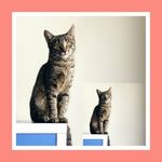 مرتضی محمد حسینی اناری