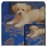 مرتضی محمد حسینی اناری