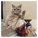 مرتضی محمد حسینی اناری