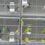 پرنده سرای آشیانه