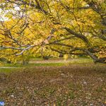 روستای توتنگ هماگ