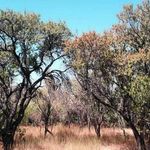 تنگه کهنه باغستان (کهنه باغستان قزوین)