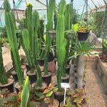 گلخانه سبز ارا(مرکز خرید گل و گیاه)