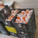 مرغ و ماهی (خلیج فارس)