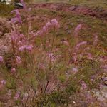 روستای زناسوج