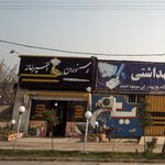 کته جوجه زرّین گلوگاه