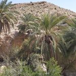 باغ حسین مریدی