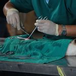 دامپزشکی سیار شبانه روزی شارون