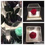 گلفروشی گل سرخ