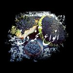 آجیل وخشکبار محمد