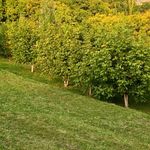 اقامتگاه بومگردی مروارید گلک