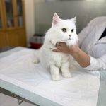 درمانگاه دامپزشکی های پت