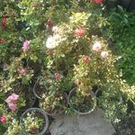 ولی اله نودهانی