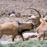 منطقه حفاظت گردیده گنو