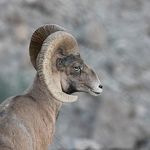 منطقه حفاظت گردیده گنو