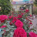 برنج فروشی و خشکبار شالیزار