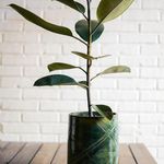 گل و گیاه آپارتمانی ریگارت