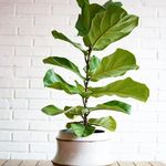 گل و گیاه آپارتمانی ریگارت