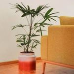 گل و گیاه آپارتمانی ریگارت