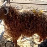 مواد پروتئینی و گوسفند زنده گلستان